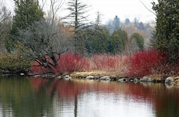 Red Splash On Pond Early Spring by Deb Oppermann